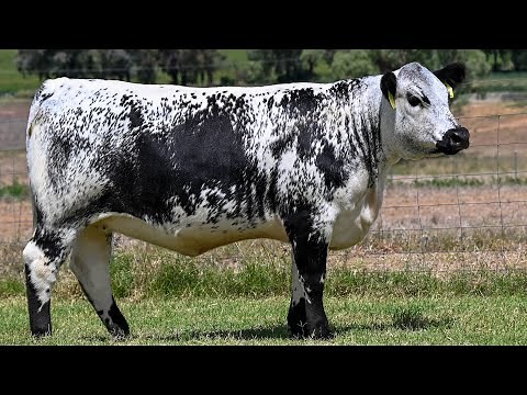 Speckle Park Cattle | Breed Of Many Colours