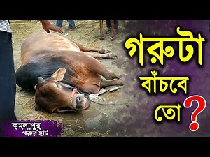 গরুটা বাঁচবে তো?😮 | Kamalapur gorur haat | Minute bangla