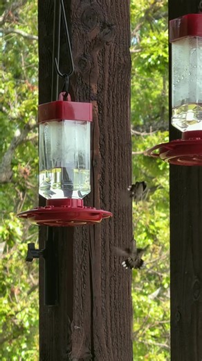 #fyp #missouri #midwest #hummingbird | bird