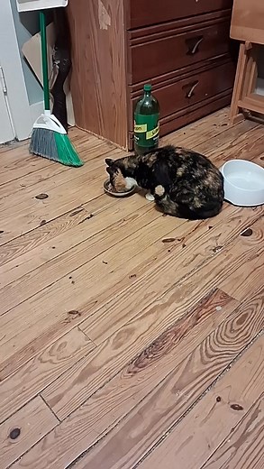 1.3K views · 47 reactions | Missy has a very healthy appetite. | Walnut Feral Society | Facebook