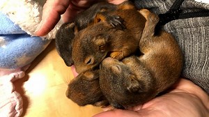 Freiwillige Feuerwehr rettet vier Eichhörnchen-Babys vor dem sicheren Tod