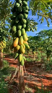 Cultivo de PAPAYA listo para su cosecha 🤤🤩😋 #frutas #frutales #fruit #fruits #papayasalad #papayafruit #cosechas #harvesting | AgroTech