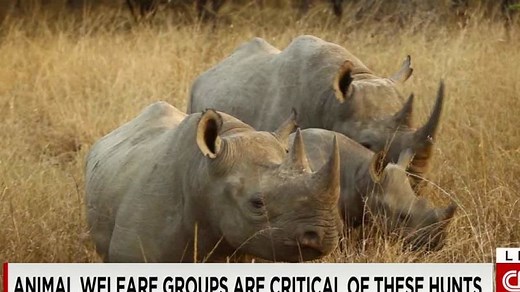 Controversy over endangered black rhino hunt