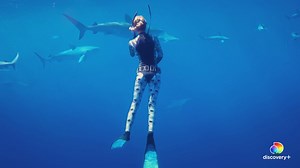Will our ignorance wipe out sharks? Get a first look at #SharkWeek with new documentary Shark Cull streaming now on discovery . Then, don’t miss the main event when the best week of summer returns July 11 on Discovery and #discoveryplus. Watch here: https://links.discoveryplus.com/sharkweek | Shark Week