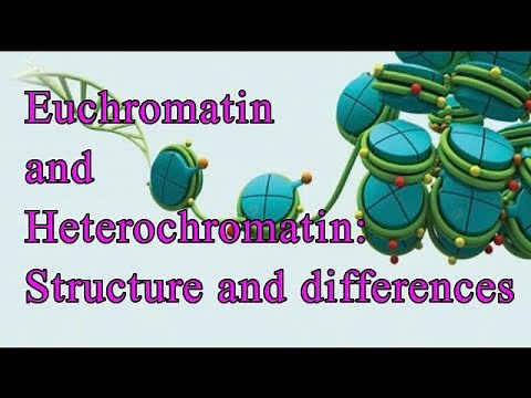 Euchromatin and Heterochromatin- Structure and Differences I Chromatin I Constitutive I Facultative