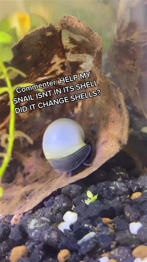 Identifying a Dead Mystery Snail Without Its Shell