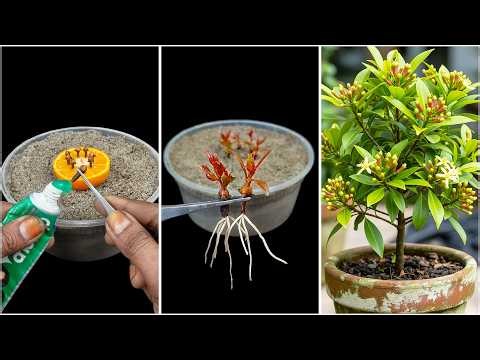 Using toothpaste for growing clove plant at home | 100% Success tips