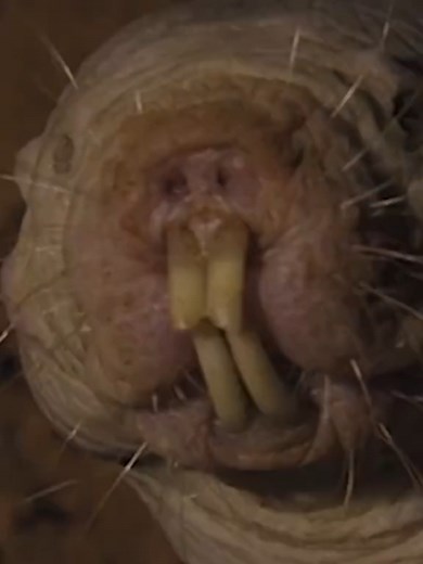 A Estranha Vida do Rato Toupeira Pelado