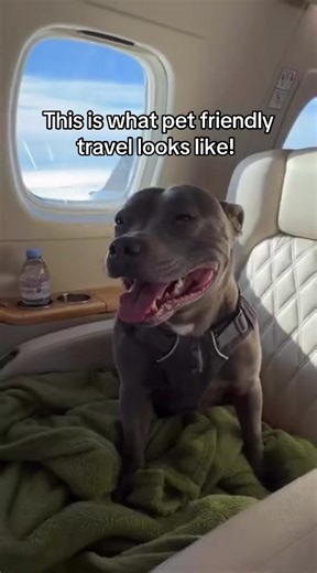 Experience True Pet-Friendly Travel with K9 JETS