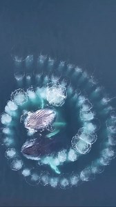 Bubble-feeding in action! 🐋 Whales strategically release bubbles to corral and capture their prey. This method showcases the intelligence and precision of these marine giants. 🧠🎥’pietvandenbemd’ #bubblefeeding #marinelife #oceanwonders | PADI