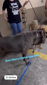 VITO X KATANA Thank you, Sir. Voie Perez Cane Corso | Cal Chua