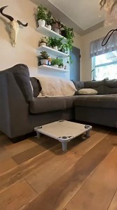 You’ve likely heard the phrase before…“Calm on command” ❓many people ask us how we get this state of mind in dogs, and the truth is, it’s not anything “magical” that we do. 🪄 It all starts by teaching the dog a stationary command like “place” and building in more and more duration over time. ⏰ We get the dogs to the point where they can hold the command for extended periods of time, around all kinds of distractions, and then we pattern that behaviors to pretty much any indoor outdoor scenario t