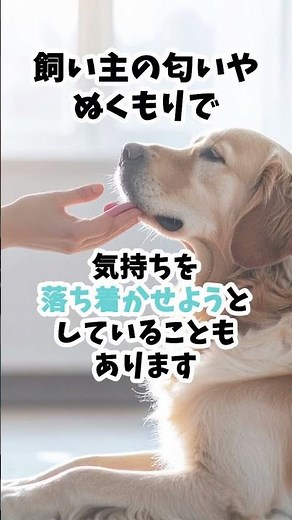 それ、やめさせてませんか？犬が舐める本当の理由🐶
