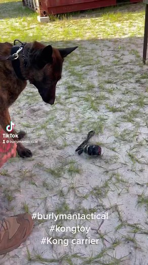 Burly Man Tactical on TikTok