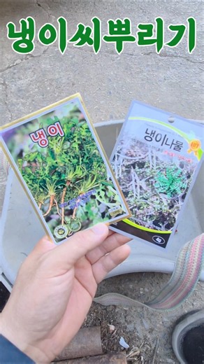 How to Sow Shepherd's Purse Seeds, When to Plant, Try This for Tiny Seeds Like Shepherd's Purse [...