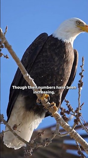 Apex Predators: Bald Eagles