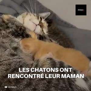 294K views · 2.7K reactions | Après l’accouchement de cette chatte, on a remarqué que quelque chose n’allait pas, car elle ne produisait presque pas de lait. Alors ils l’ont examinée et ils ont réalisé qu’il y avait une infection dans son utérus. Ils devaient agir vite. | Social | Facebook