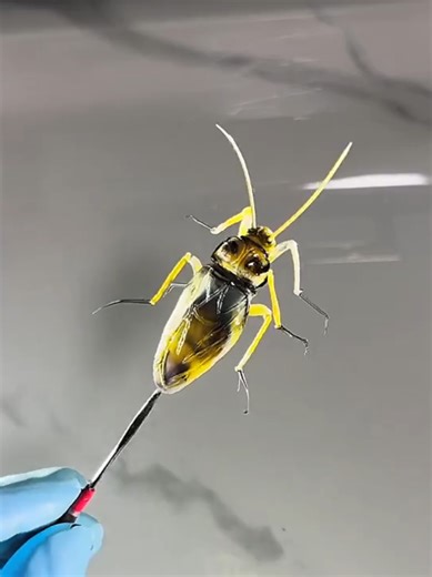 Sugar Cypress Tiger على TikTok