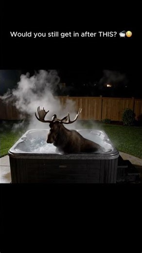 Moose Caught Relaxing in a Hot Tub