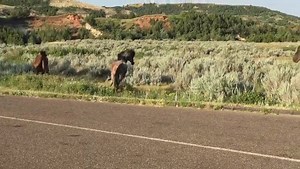 6.7K views · 319 reactions | Chasing Horses on Reels | Facebook