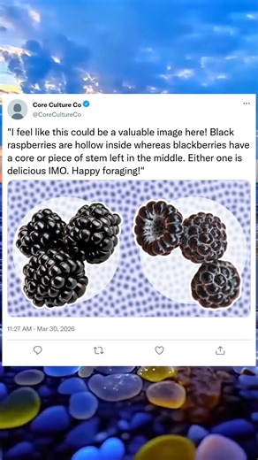 Black Raspberry vs. Blackberry 😱 What’s the Difference #BlackRaspberry #Blackberry