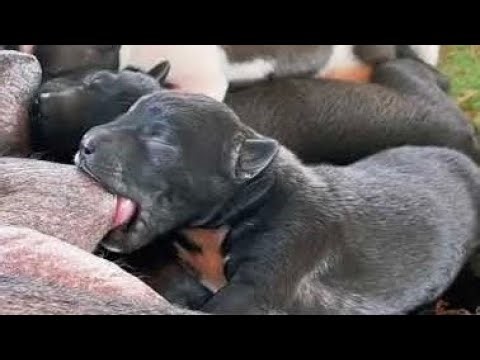 Can’t stop make cute puppy Angry😛😛😛 #puppy #doggielife #cute #cutedog #dog #doglife