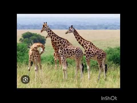 Giraffes: Things you should know about Giraffes #animals #giraffe