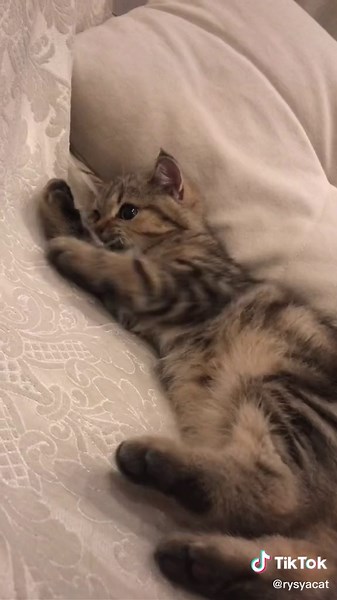 Charming Domestic Cat with Striped Coat Patterns