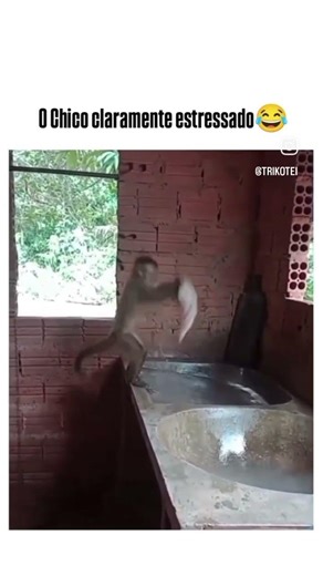 Monkey Washing Clothes 🤣 #viralshort #viral