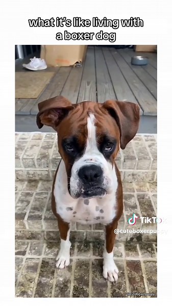 Funny Boxer Dogs to Brighten Your Week