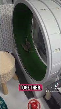 dwarf rats on the 33 inch cat wheel #fancyrats #petrat #ratbreeder #rat #enrichment #ratwheel