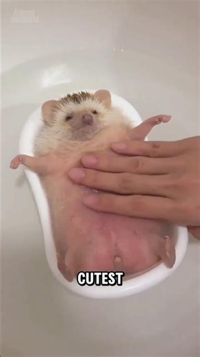 Meet the African Pygmy Hedgehog!🦔 #shorts