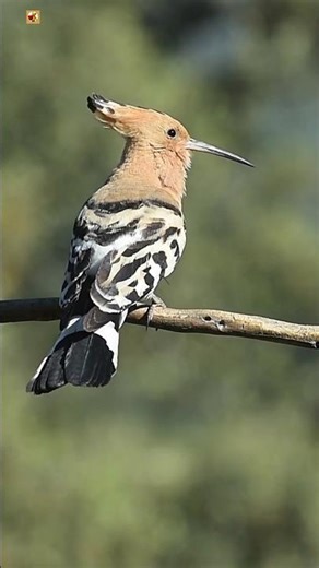 Eurasian Hoopoe Sounds ❤️ (2)