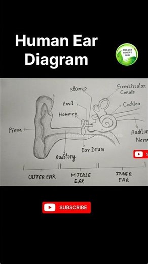 how to draw Human Ear Diagram easily step by step 💯 #humanear #diagram #biologydiagram #virakshorts
