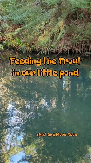 Snacks For The Trout In Our Fish Pond