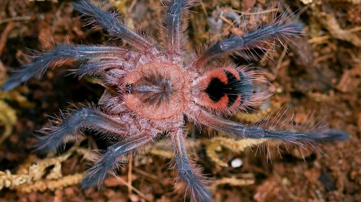 Pink Bloom Tarantula (Pamphobeteus sp. Platyomma) Care — The Tarantula Collective