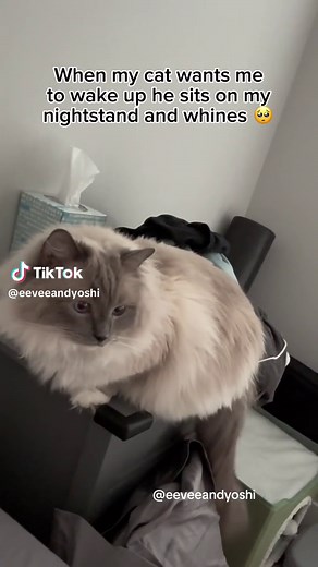 Little Miss Eevee: A Cat's Plea to Meowmy