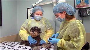 Dog flu detected in Raleigh