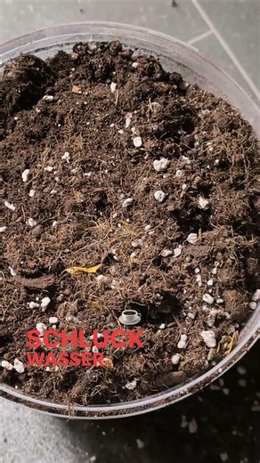 Trockener Boden? Dieses Granulat rettet deine Samen!