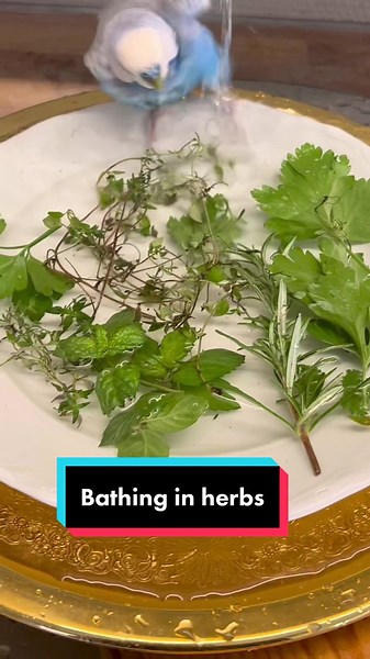Blue's Relaxing Herb Bath for Budgies