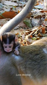 A good monkey mom💕🐒 | Love Monkey