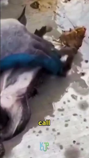 Rescuing a drowning squirrel in a swimming pool