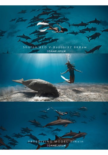 🌎 BLUE蓝洞影视水下摄影 | 在埃及红海的湛蓝深处，与野生海豚和儒艮自由共舞，是很多人一生难忘的高光时刻。 我使用价值50多万的8K RED电影机——同款设备曾拍摄好莱坞大片与BBC顶级纪录片——以电影级画质完整记录下你与海洋精灵的每一次对视、每一次同游、每一个转身的瞬间。8K超清分辨率让每一帧都细腻震撼，色彩真实到仿佛能闻到海水的咸味。 在这个AI泛滥、快餐式内容刷屏的时代，我拒绝虚拟滤镜和低画质低品质，追求最纯粹的真实体验和高级感，专业水下摄影师 顶级电影设备 独特的审美，为你定制属于自己的海洋电影。 来埃及红海，戴上面镜，自由潜入红海，与海豚儒艮来一场零距离邂逅，让8KRaw定格你最闪耀的真实高光！ 你的海洋回忆，从此刻开始！🐬🩵 📷：Daniel6Film蓝洞影视 🧜‍♀️：Xinxin 📍:🇪🇬埃及红海 🎥：Red V-Raptor X Z 8KRaw 🧜‍♀️：Fins：ALCHEMY V3 🚢：辣妹爱辣条 #dolphins #underwater #freediving #egypt #redsea