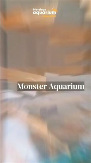 5 feet monster fish tank making #teaser #puneaquarium #blessingsaquarium