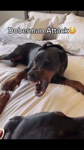 Doberman Attack Video Compilation
