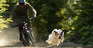 'A Dogs Tale' - The Ultimate Story For Trail Dog Lovers. | Shimano Bike