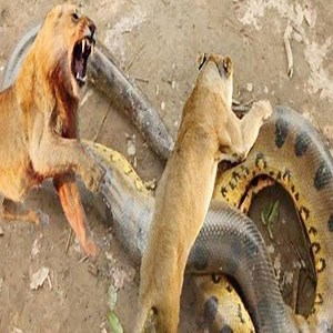 Does the giant python make it hard to be a lion? 🤔 #Animal | Soul