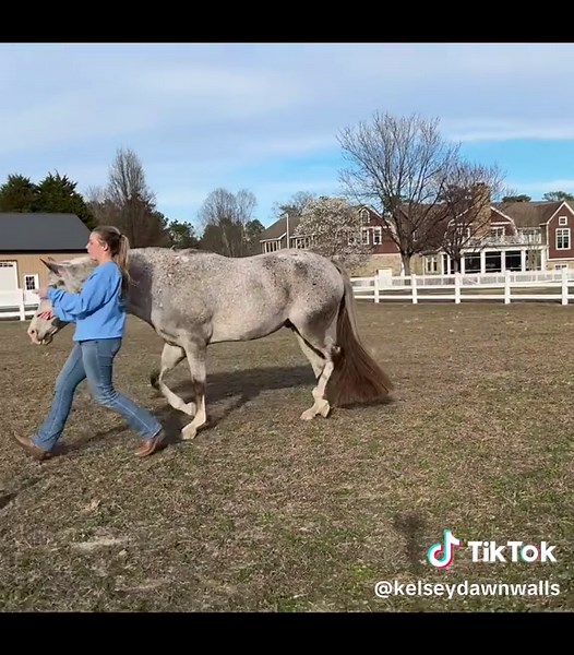 Mastering Showmanship in Equestrian Riding