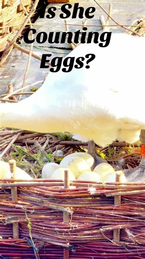 This swan's reaction to her eggs will make you laugh #Funny #Cute #Nature