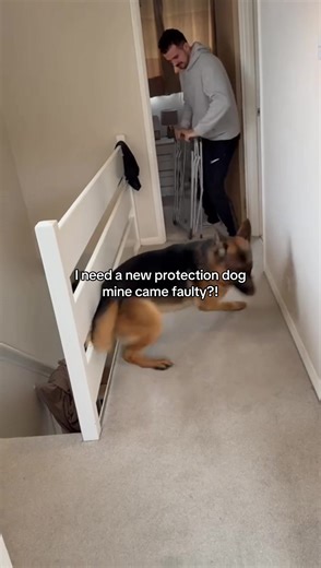 Seeking Refund or Replacement for a Faulty Protection Dog